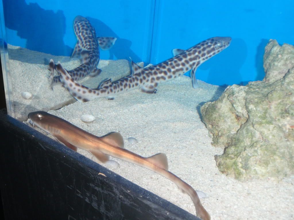 Coral catshark and Grey bamboo shark